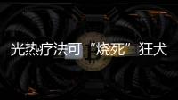 光热疗法可“烧死”狂犬病病毒