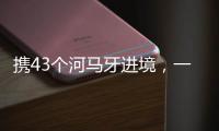 携43个河马牙进境�，一男子在拱北口岸被查